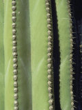 Buy A Close, Detailed View of a Cactus at AllPosters.com