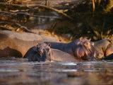 Hippopotamuses Swimming in the Chobe River