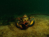 An American Lobster (Homarus Americanus)