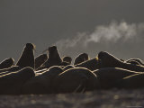 A Large Group of Atlantic Walruses Basking