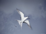 A Sooty Tern in Flight