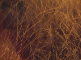 Close-up of Grass