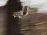 An Eastern Gray Squirrel Leaps Through the Air