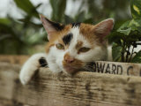 Buy Close View of a Calico Cat with His Head Resting on Flower Box in a Green House at AllPosters.com