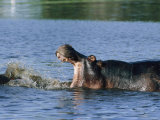Hippopotamuses Sparring with One Another