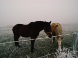 Buy Horses Graze on a Cold Winter Day at AllPosters.com