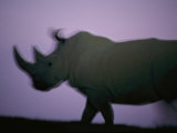 A Northern White Rhino