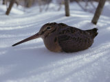 A Woodcock Sits in the Snow