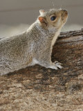An Eastern Gray Squirrel with Nose and Whiskers on the Alert