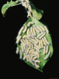 A Group of Moth Caterpillars Massing on an Apple Leaf