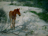 Buy A Wild Pony on the Beach at Chincoteague Island at AllPosters.com