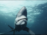 Buy A Blue Shark off the Coast of Rhode Island at AllPosters.com