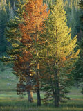Trees Bearing the Colors of Fall
