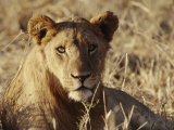 Portrait of a Young Male Lion
