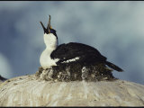 A Blue-Eyed Cormorant