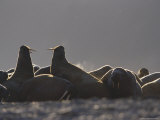 A Group of Atlantic Walruses (Odobenus Rosmarus) Rest on a Pack of Ice