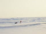 Jean-Louis Etienne Trains to Be the First Person to Trek to the North Pole under His Own Power