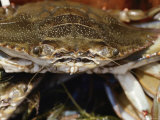 Close View of a Blue Crab
