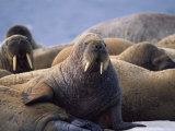 Atlantic Walruses Basking in the Sun