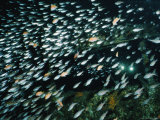 Buy Three-Inch-Long Cardinalfish and Cherry-Blossom Anthias Race Through the Water at AllPosters.com