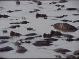 Hippos in the Water