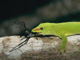 A Madagascar Day Gecko Feeds on a Spider
