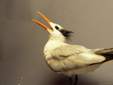 A Royal Tern Undergoing Rehabilitation