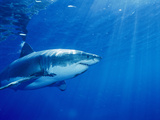 Buy Great White Shark at AllPosters.com