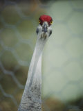 Portrait of a Sandhill Crane