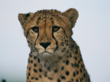 A Portrait of an African Cheetah