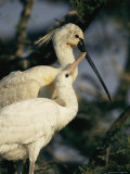 A Mating Pair of Eurasian Spoonbills Keep Close Company Together