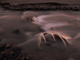The Alsek River in Alaska Gently Flows over a Moose Skull