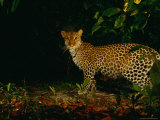 Camera Trap Shot of a Leopard (Panthera Pardus)