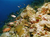 Buy Corals Crowd the Reefs Near Rongelap Atoll at AllPosters.com