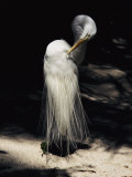 A Majestic Great Egret Cranes its Neck to Pluck at its Feathers
