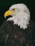 Buy Profile Shot of an American Bald Eagle at AllPosters.com