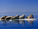A Group of Atlantic Walruses Rest on Drifting Ice