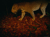 Camera Trap Shot of a Passing Leopard (Panthera Pardus)