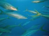 Buy Schools of Trevally Fish Swim Near Rongelap Atoll at AllPosters.com
