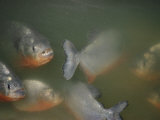 Buy Piranhas Look up at the Camera at AllPosters.com