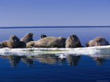 A Group of Atlantic Walruses Rest on Drifting Ice