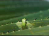 A Northern Dwarf Tree Frog Sits Camouflaged on an Thorny Palm