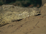 A Nile Crocodile Rests on Land