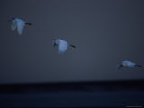 Three Great White Egrets (Casmerodius Albus) in Flight