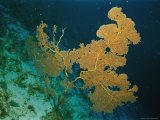 Buy Corals Crowd the Reefs Near Rongelap Atoll at AllPosters.com