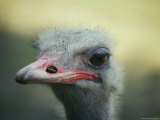 Ostrich