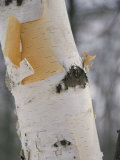 Buy Close-up of the Bark of a Birch Tree at AllPosters.com