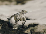 Close View of a Ptarmigan Displaying its Winter Plumage