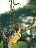 Leopard Resting in a Tree