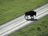 A Bison Bull Ambles Across Lamar Valley Road